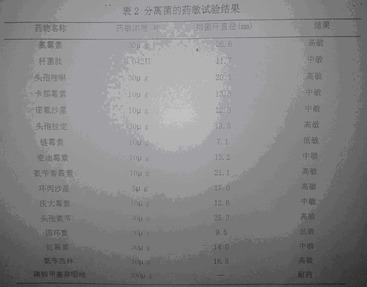 副豬嗜血桿菌的分離鑒定與藥敏試驗(yàn)