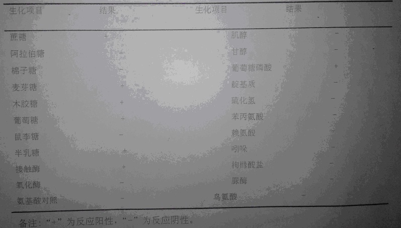 副豬嗜血桿菌的分離鑒定與藥敏試驗(yàn)